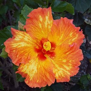 Meet your Posher, Liv